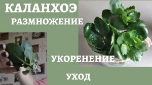 Каланхоэ. Размножение, укоренение, посадка черенков. ЧАСТЬ 2.