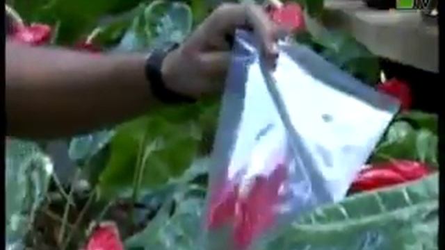 Anthurium Seed Propagation