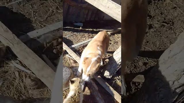 Кыземшек алабай смотреть онлайн