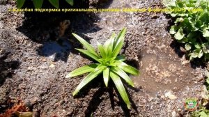 Удобряем клумбу весной. 1- я особая подкормка оригинального цветника