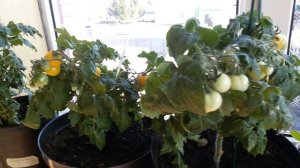 ПОДГОТОВКА ТЕПЛИЦЫ К ВЫСАДКЕ РАССАДЫ. ПЕРЕКИСЬ ВОДОРОДА ДЛЯ РАССАДЫ.