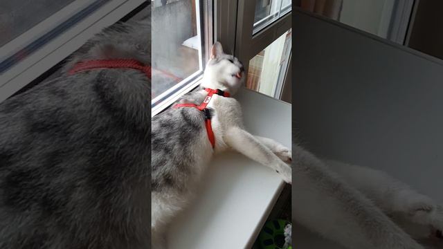 Коржик и шлейка - не нравится смотреть онлайн