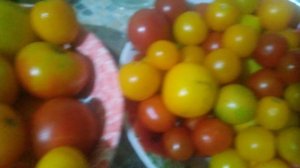 VID_20240903_191631.mp4