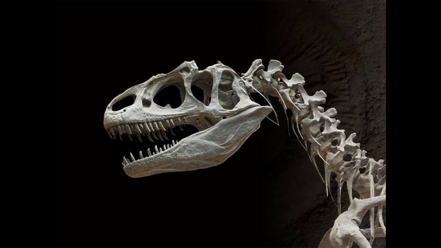 Задание 1. Кто такие динозавры?