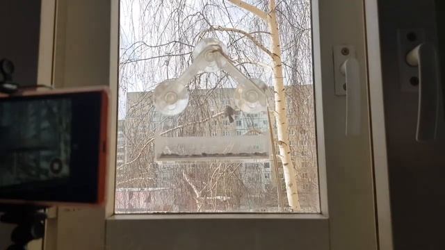 Кормим #синиц семечками.