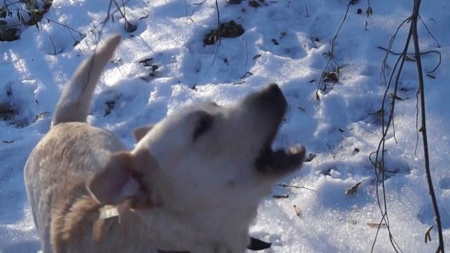 Зевс читает стихи! смотреть онлайн