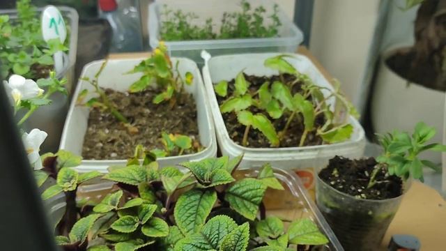 Вегетативные растения, маточники почти готовы. ноябрь 23