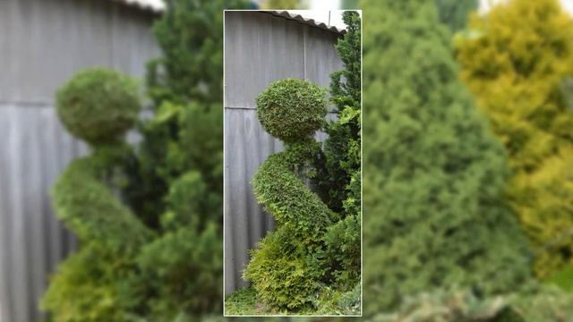 Евросад. Стрижка дерева. смотреть онлайн