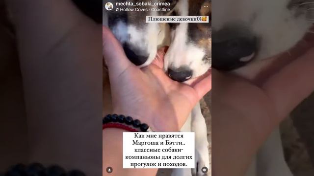 Собаки ищут дом! Передержка Мечта Собаки. смотреть онлайн