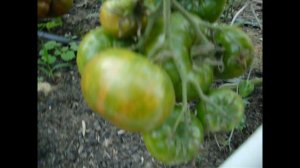 Томат Харвард Сквер