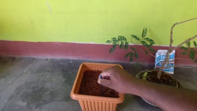 Mimosa tree cutting grow... смотреть онлайн