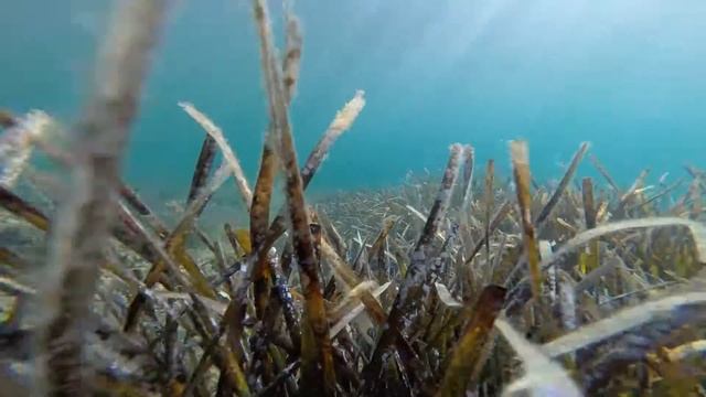 Монопод TELESIN: съемка под водой