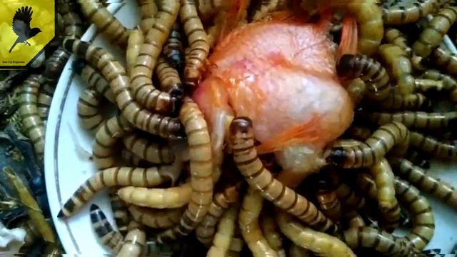 SUPER GUSANOS CARNÍVOROS VS PEZ 24 horas #2022 смотреть онлайн