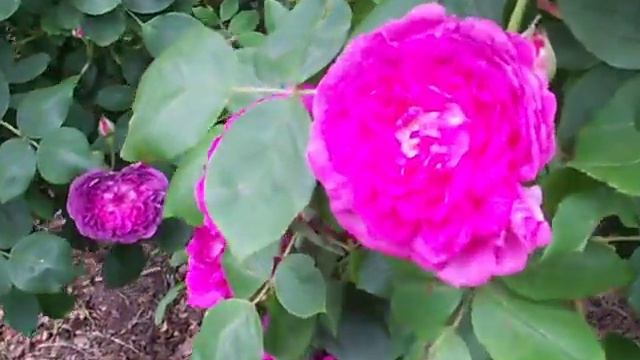 Reine Des Violettes Rose