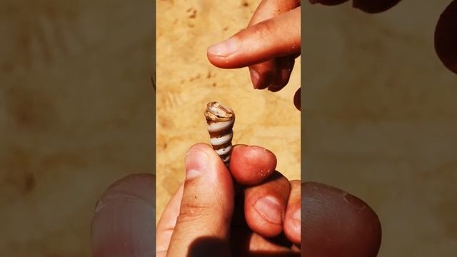 Индия, Гоа, Калангут пляж, кто это?) писать кмтх смотреть онлайн