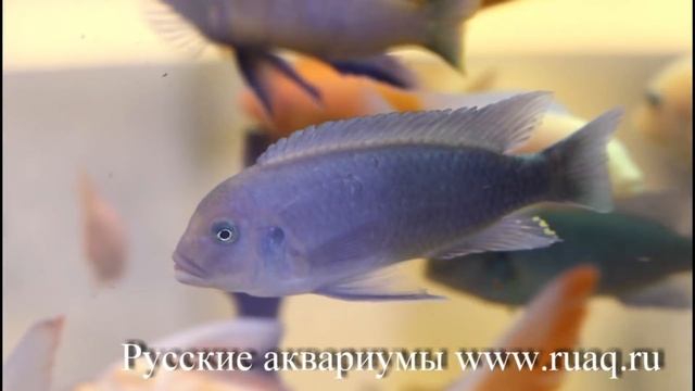 Покорми рыбку. Эксклюзив. Ночные покатушки смотреть онлайн