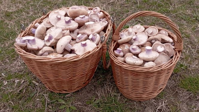 ПОЛНЫЕ!!!! Полные корзины грибов 19 марта 2023 года! смотреть онлайн