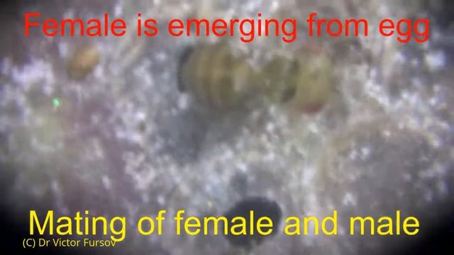 Under Microscope: Mating of Egg-Parasitoid Trichogramma dendrolimi ex Archips Eggs in Turkey смотреть онлайн