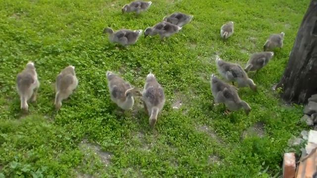 Серые гуси едят траву и ростут не по дням а по часам 23 марта. смотреть онлайн