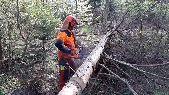 Easy Lumberjack Work! Husqvarna 560XP Number ONE!