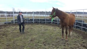Что делать если лошадь хамит. Исправляем поведение коня в "бочке"