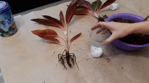 АГЛАОНЕМА. Почему у аглаонемы желтеют листья? Разбираемся в причинах