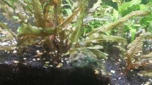 Синезелёные водоросли в аквариуме. Причина появления.