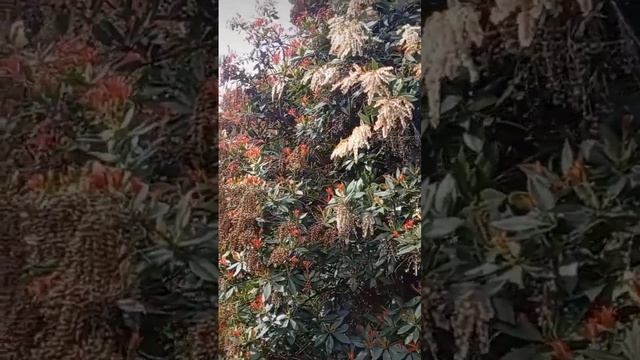 Pieris. Японика.Феттербуш Японская. Андромеда японская. Пиерис.Кустарник ландыша . смотреть онлайн