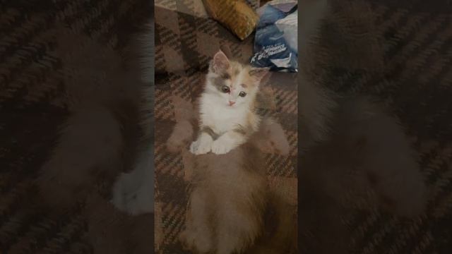 Мои домашние киски и пристроенные 😊 смотреть онлайн
