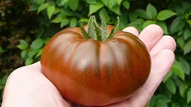 The Paul Robeson Heirloom Tomato смотреть онлайн