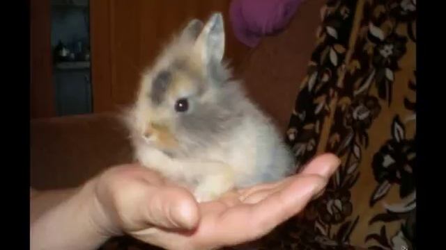 Картинки с карликовыми кроликами смотреть онлайн