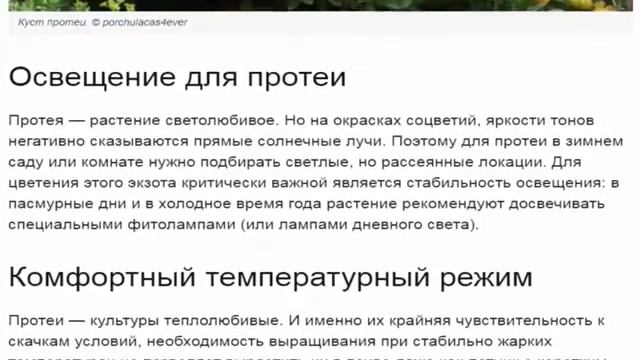 Протея крупноголовая (Protea coronata) смотреть онлайн