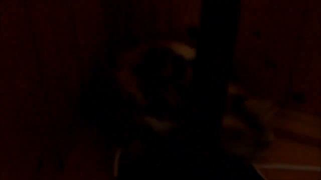 Scottish straight and scottish fold kittens смотреть онлайн