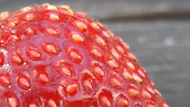 Клубника (макросъёмка) 🍓 смотреть онлайн