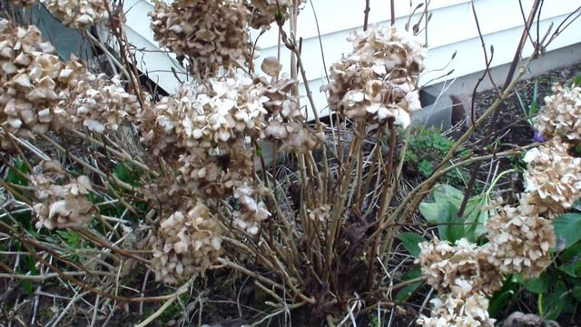 Pacific North West USA Master Gardeners series - 3/01/13 Garden tour & Diary - by Darlene смотреть онлайн