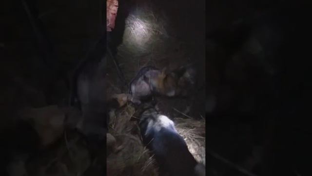 Охота на барсука с ЗСЛ 2019 смотреть онлайн