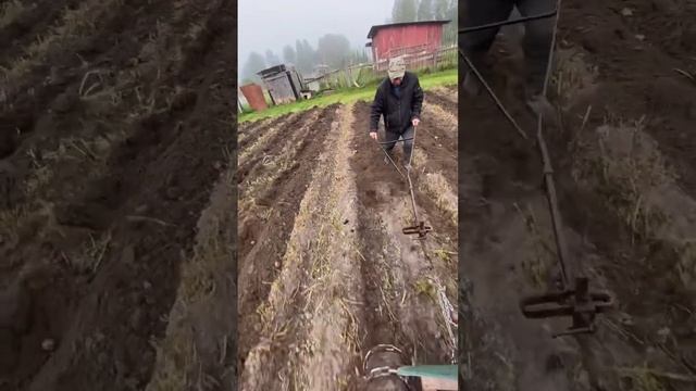 #минитрактор в деле! #пахота Сбор урожая. смотреть онлайн