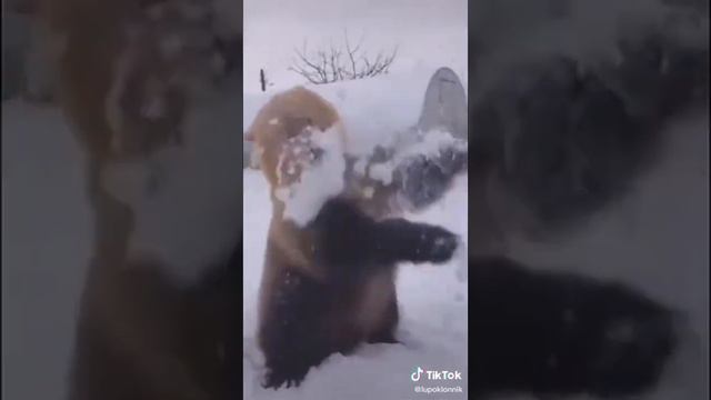 Как медведь защищается от снежков смотреть онлайн