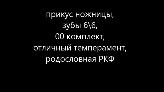 В продаже чихуахуа смотреть онлайн