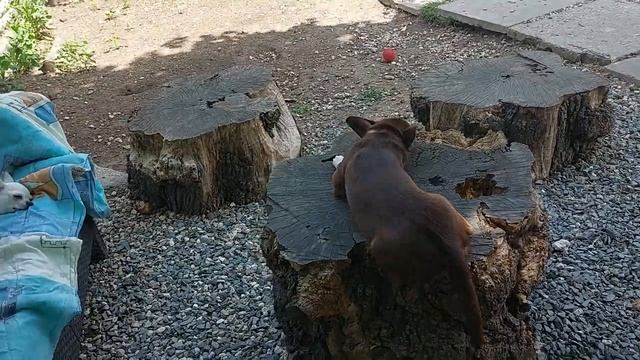 как правильно прививать собак, график,вакцины , питомник чихуахуа Кастропуло Крым смотреть онлайн