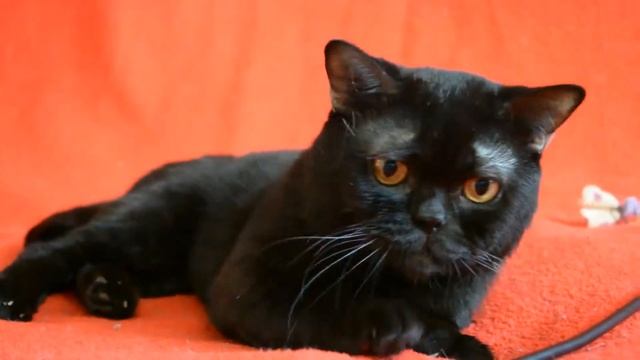 Купить черного шотландского котенка - предлагаем молодого шотландского кота. смотреть онлайн