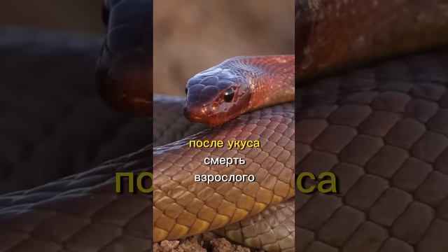 Тайпан:жестокая змея. #природа #животные#змея. смотреть онлайн