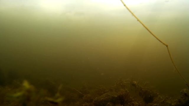 3 Ротан под водой (Fish underwater rotan) смотреть онлайн