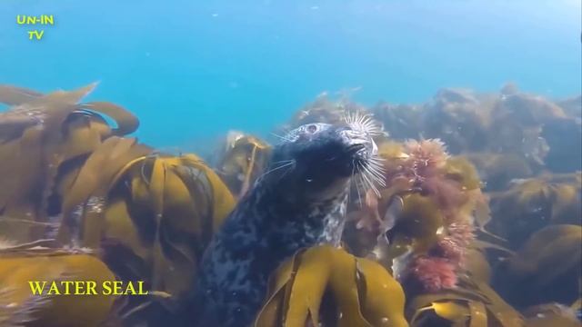 Sea animals | Tiger shark-Killer whale-Humpback whale-Whale shark-Hammerhead shark-Sea lion... смотреть онлайн