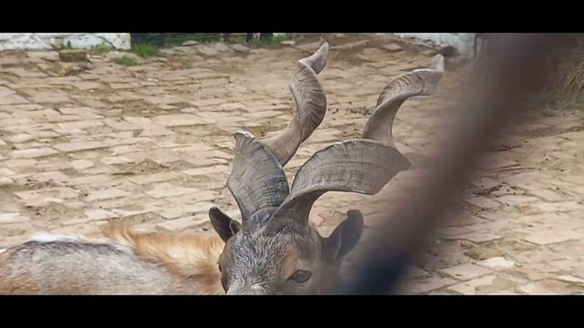 ЗАПОВЕДНИК Аскания Нова смотреть онлайн