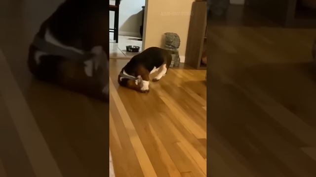 Забавные и смешные животные #shorts смотреть онлайн