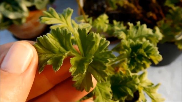 Pelargonium Species Pelargonium Fulgidum&Pelargonium Gibbosum