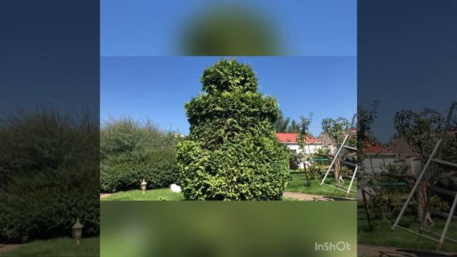 #topiary #мастерХУ #стрижкатуи #туя #обрезкадеревьв #топиарий Топиарная стрижка туи. смотреть онлайн
