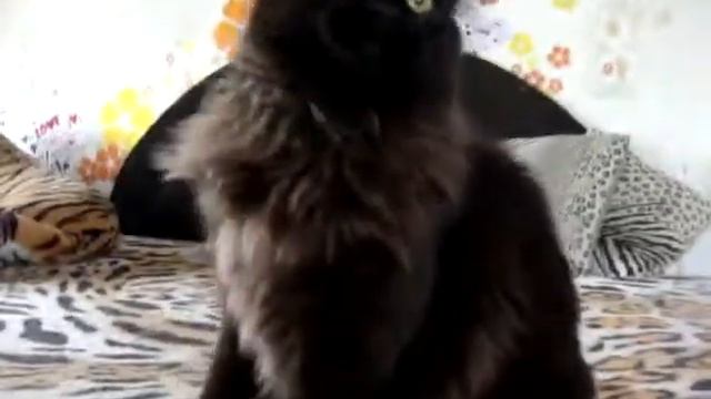 кот мейн-кун-Hans Rysenok (n) питомник "Rysenok" смотреть онлайн