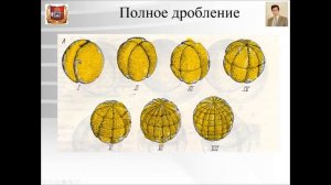 Лекция №2. Общая эмбриология. Лекции по гистологии.